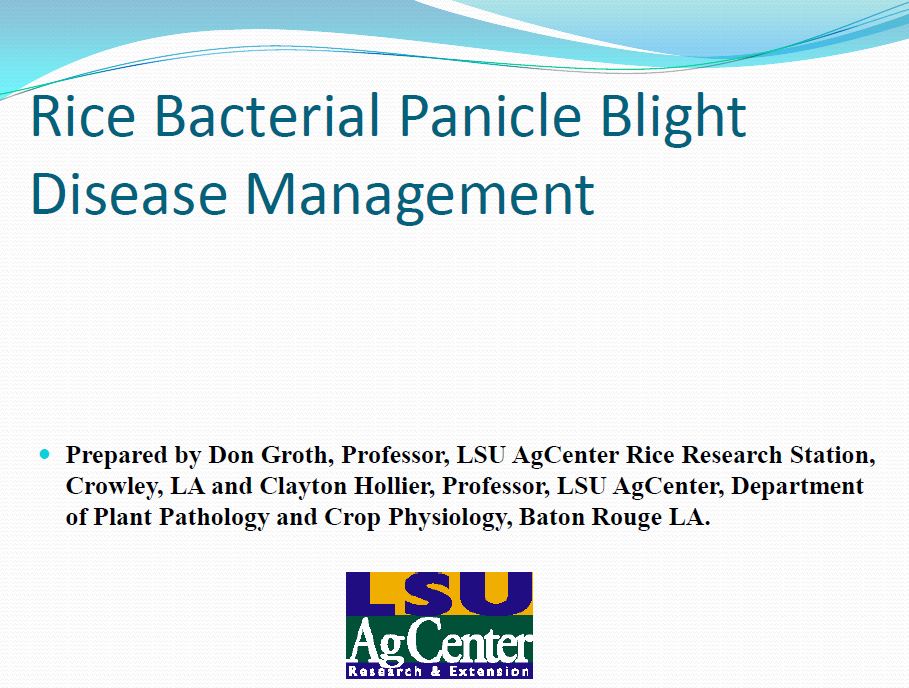 Rice Bacterial Panicle Blight Management
