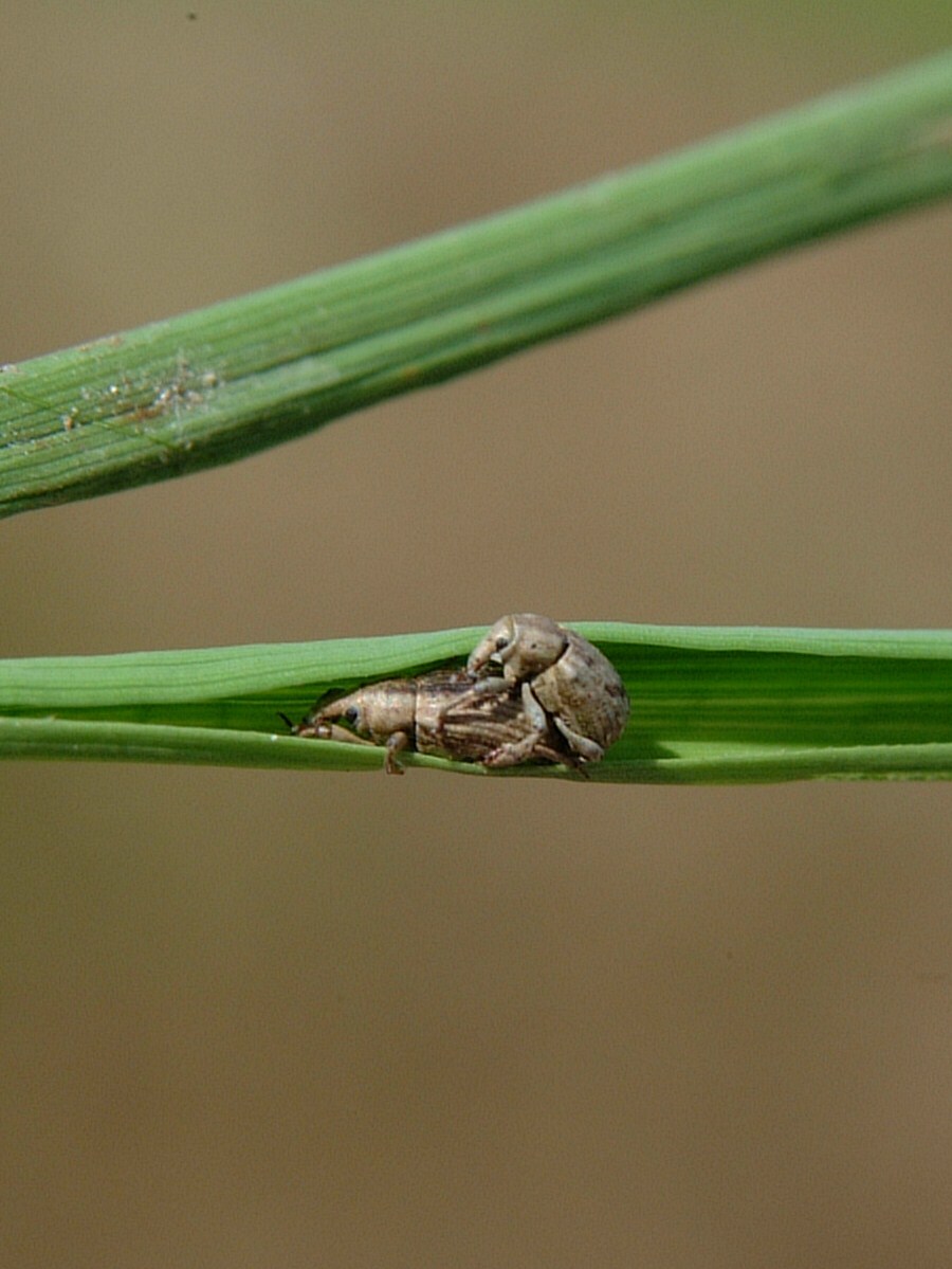 Rice Water Weevil Adult Mating Pair