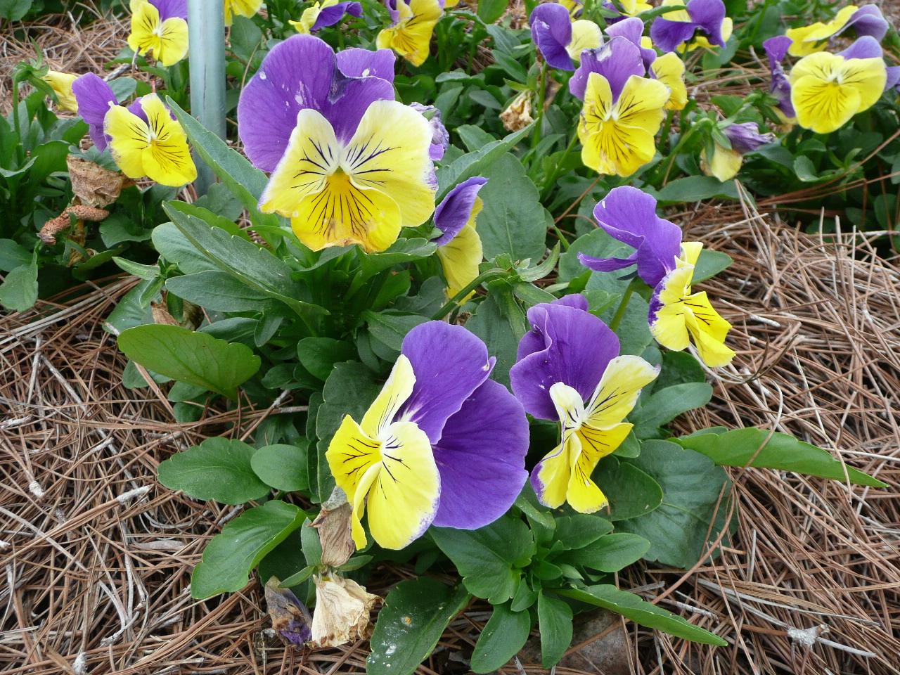 Pansies – Ornamental Plant of the Week for Dec. 7 2015