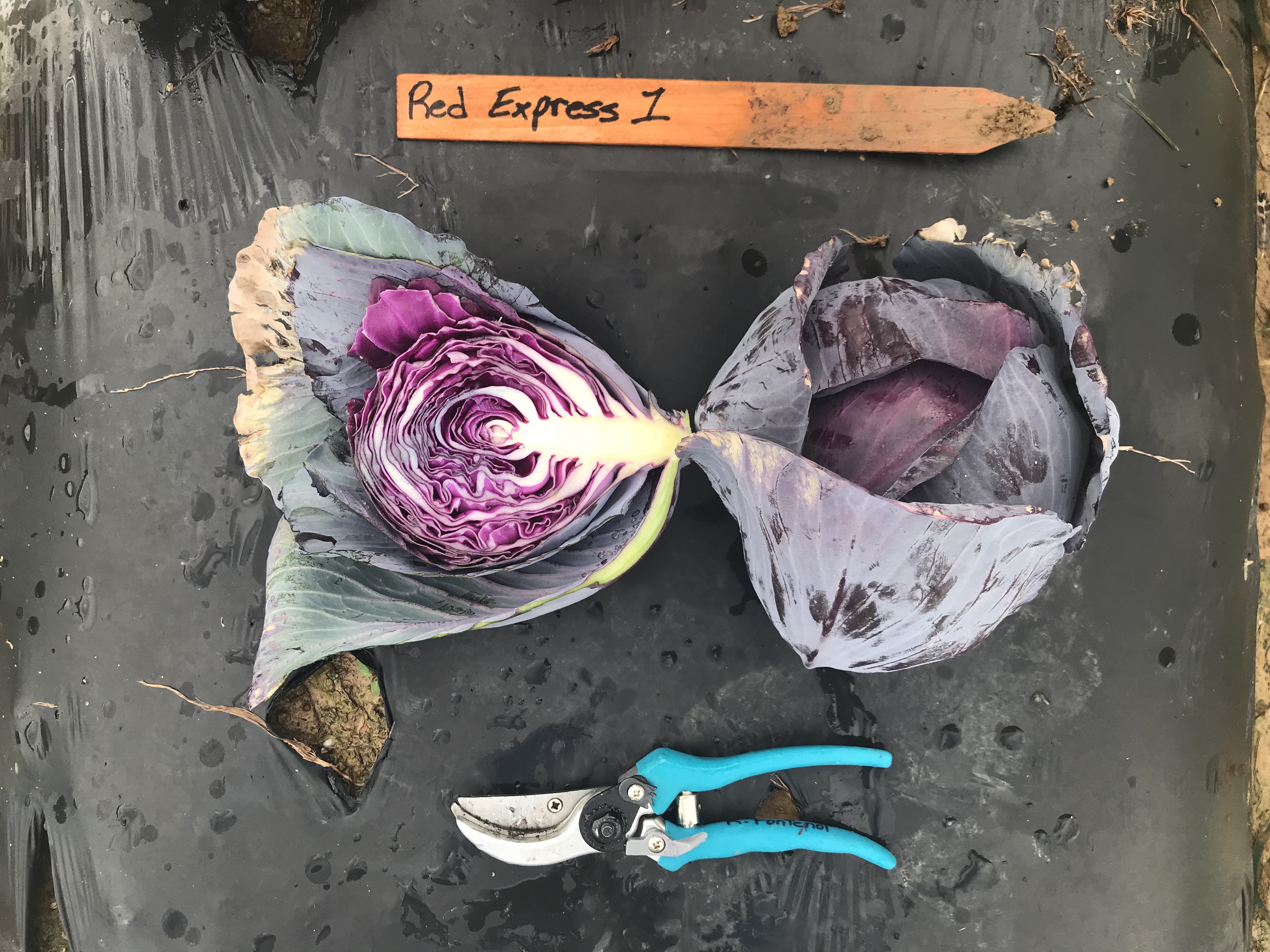 LSU AgCenter 2017-18 Red Cabbage Variety Trial
