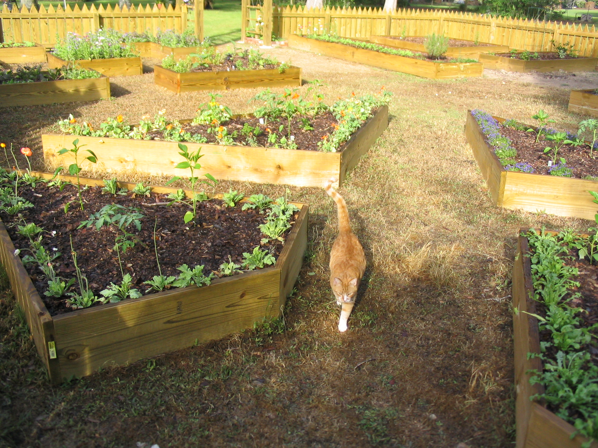 Pet friendly gardening