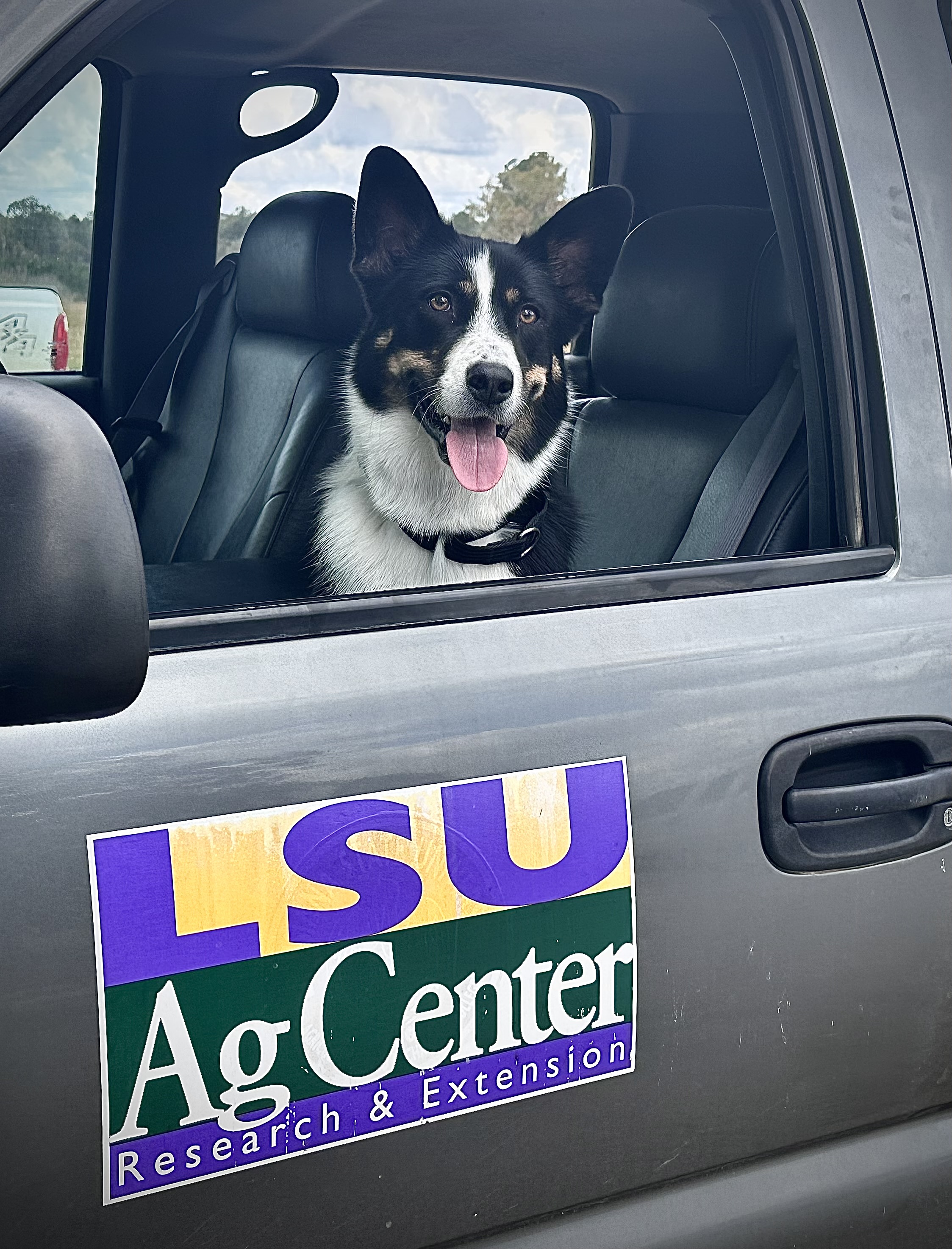Black-and-white dog sitting in the window of an LSU AgCenter vehicle.