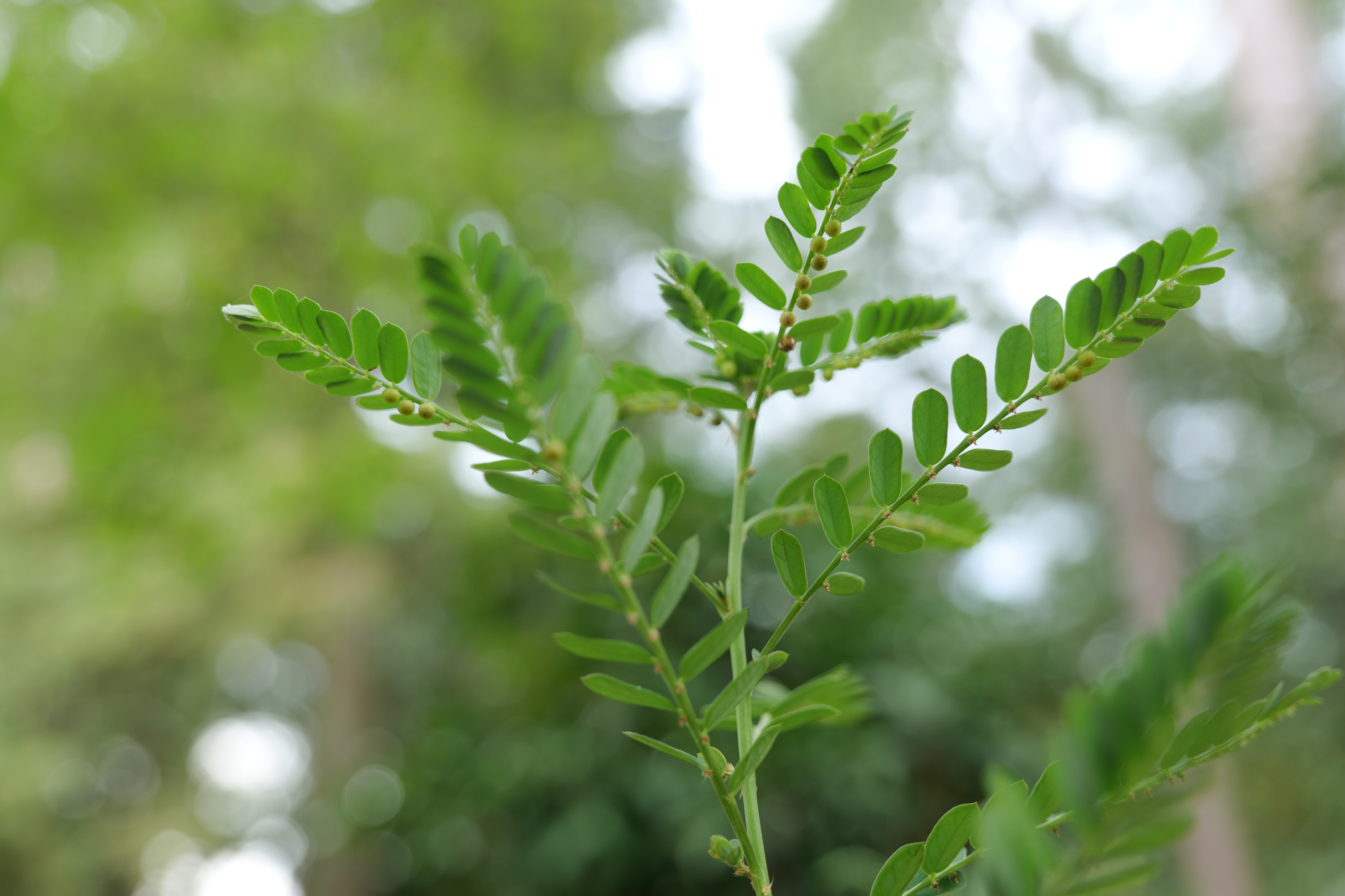 Chamberbitter weed
