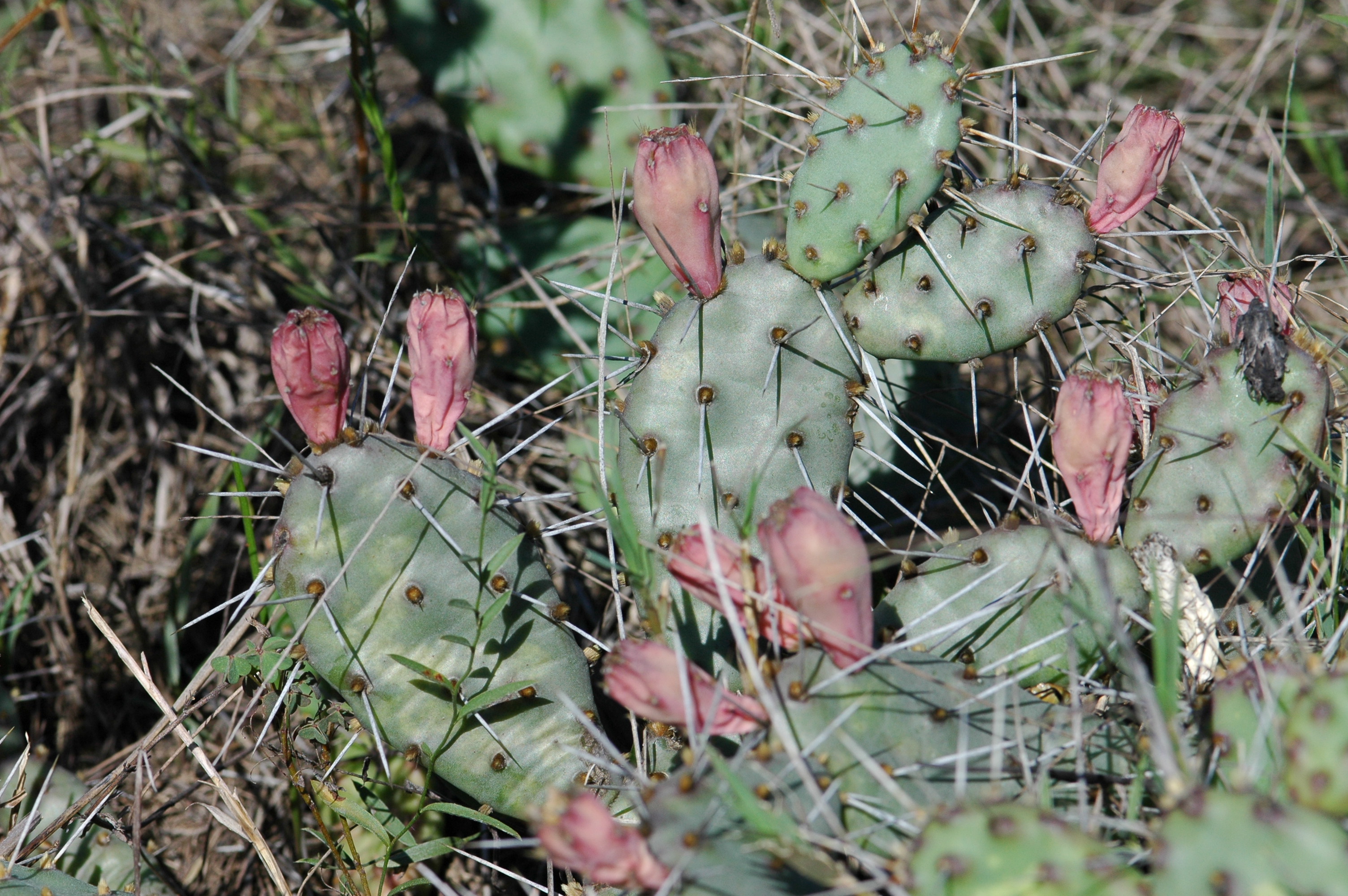 Pokey, Spikey Plants in Louisiana, Part 2: Palmettos and Prickly Pear Cacti