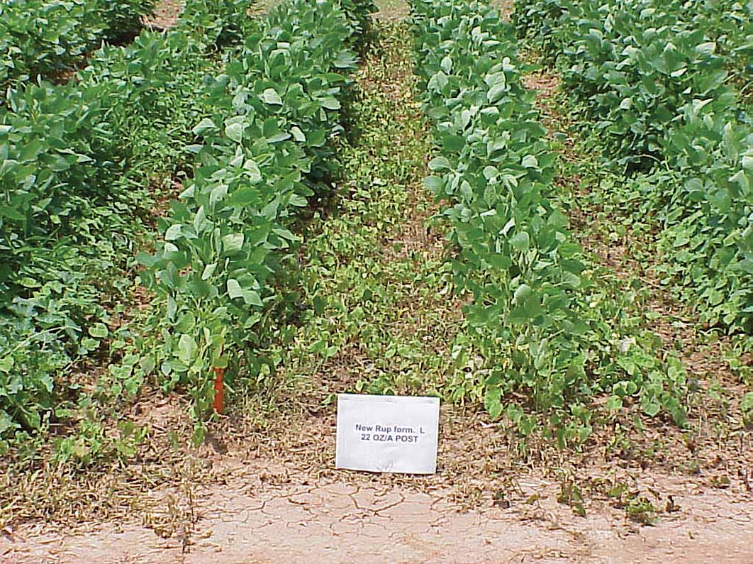 Roundup Weathermax alone in a soybean field.