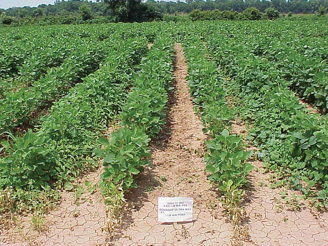 Valor applied at planting followed by Roundup.
