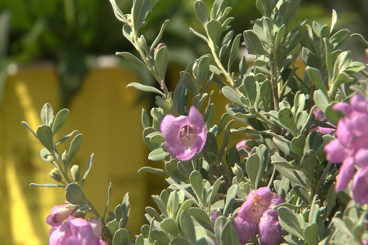 Texas sage survives the heat in style