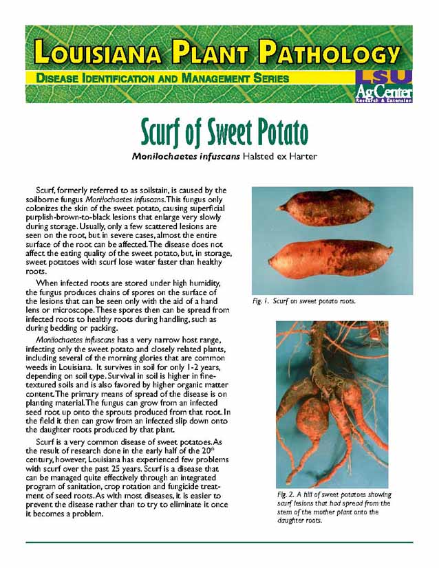 Louisiana Plant Pathology:  Scurf of Sweet Potato