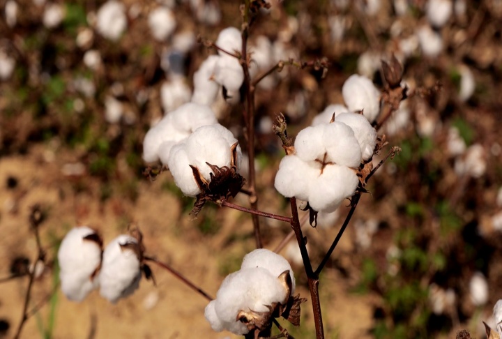 Cotton yields hurt by persistent August rains