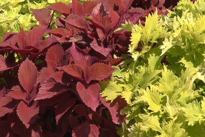Colorful foliage that will last all summer