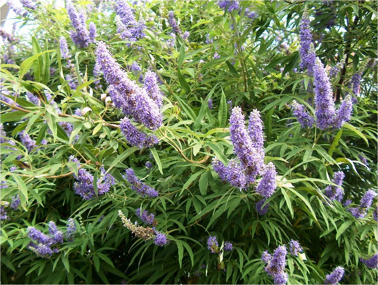 Vitex offers summer color in a small-growing tree