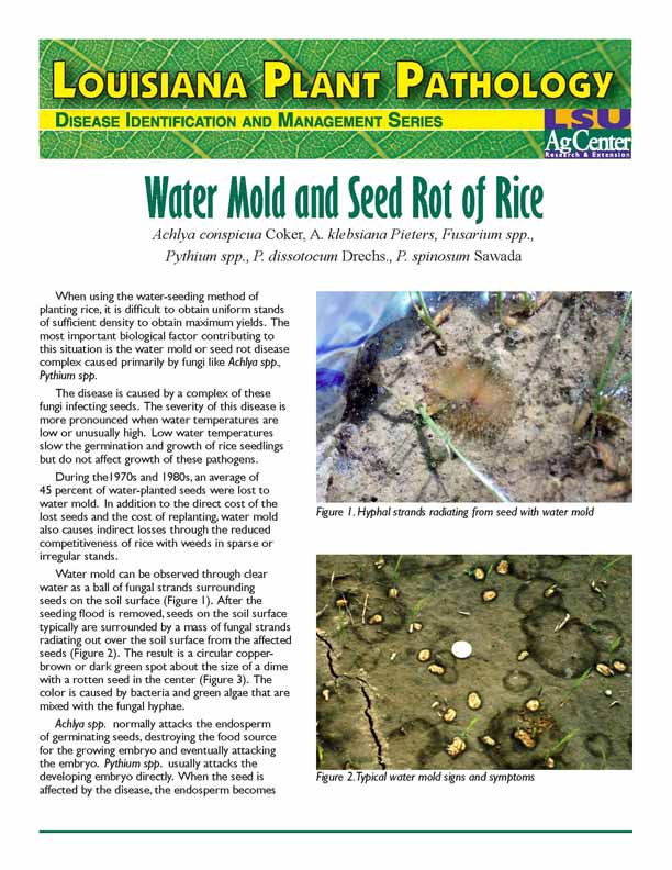 Water Mold and Seed Rot