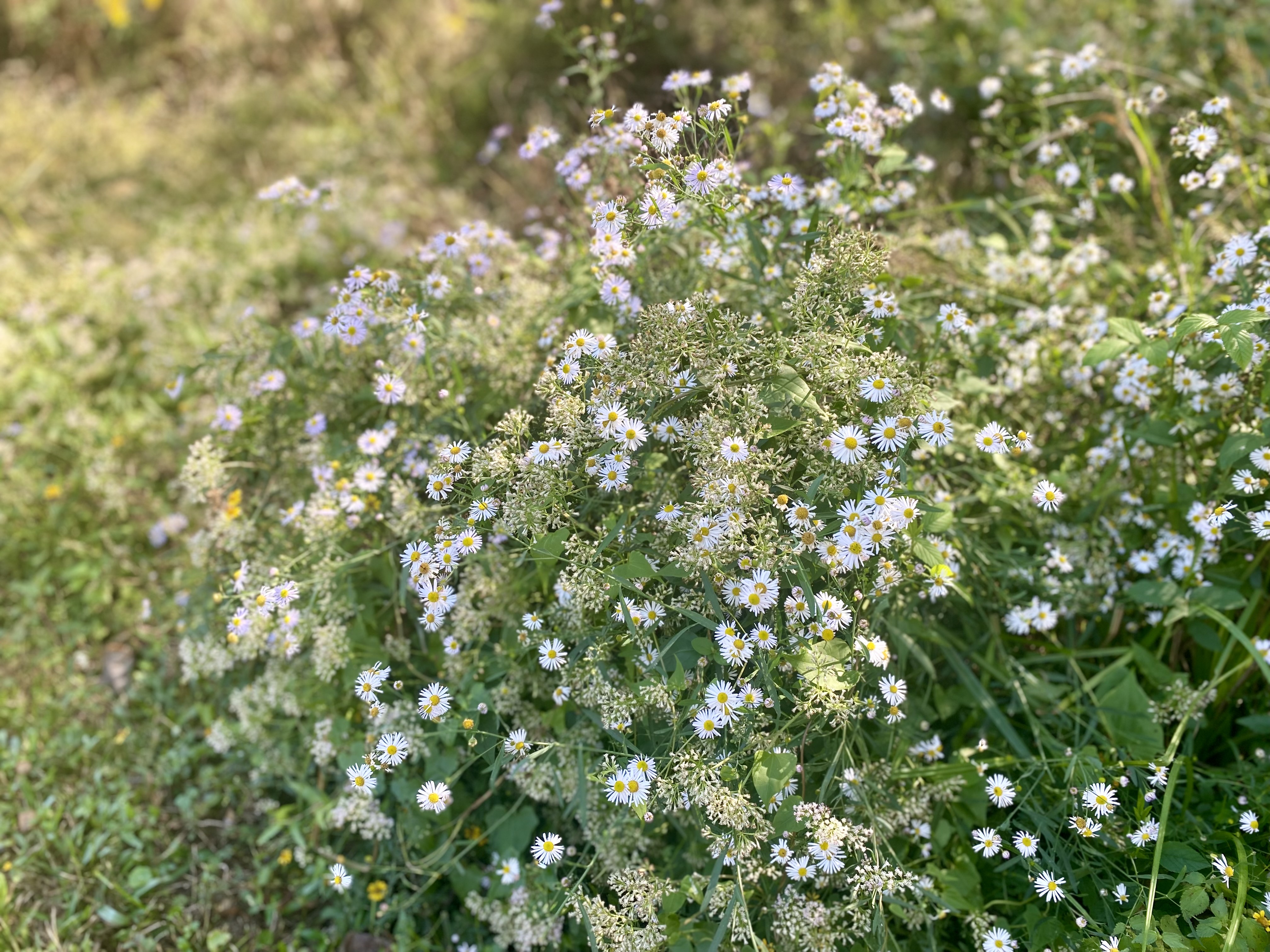 Plant with white flowers.
