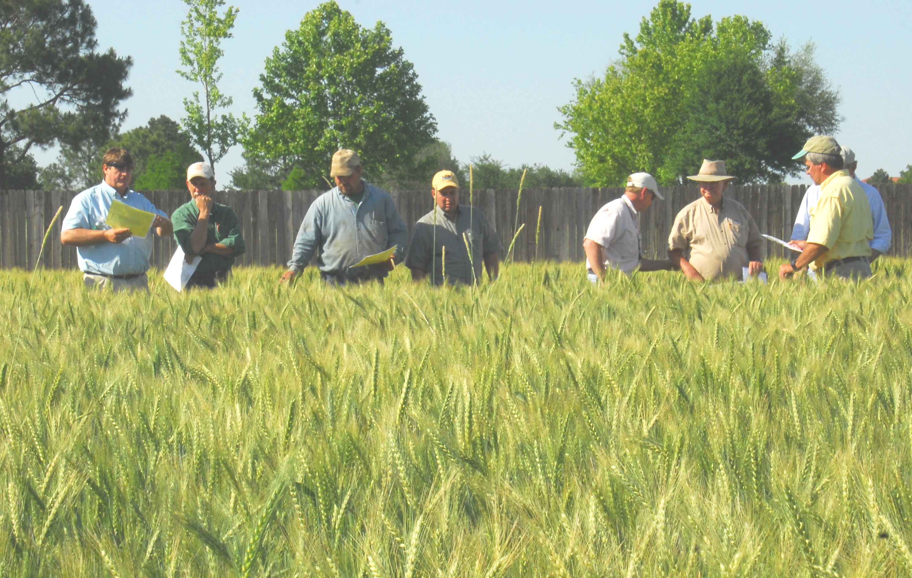 Winter weather makes predicting sugarcane season ‘iffy’