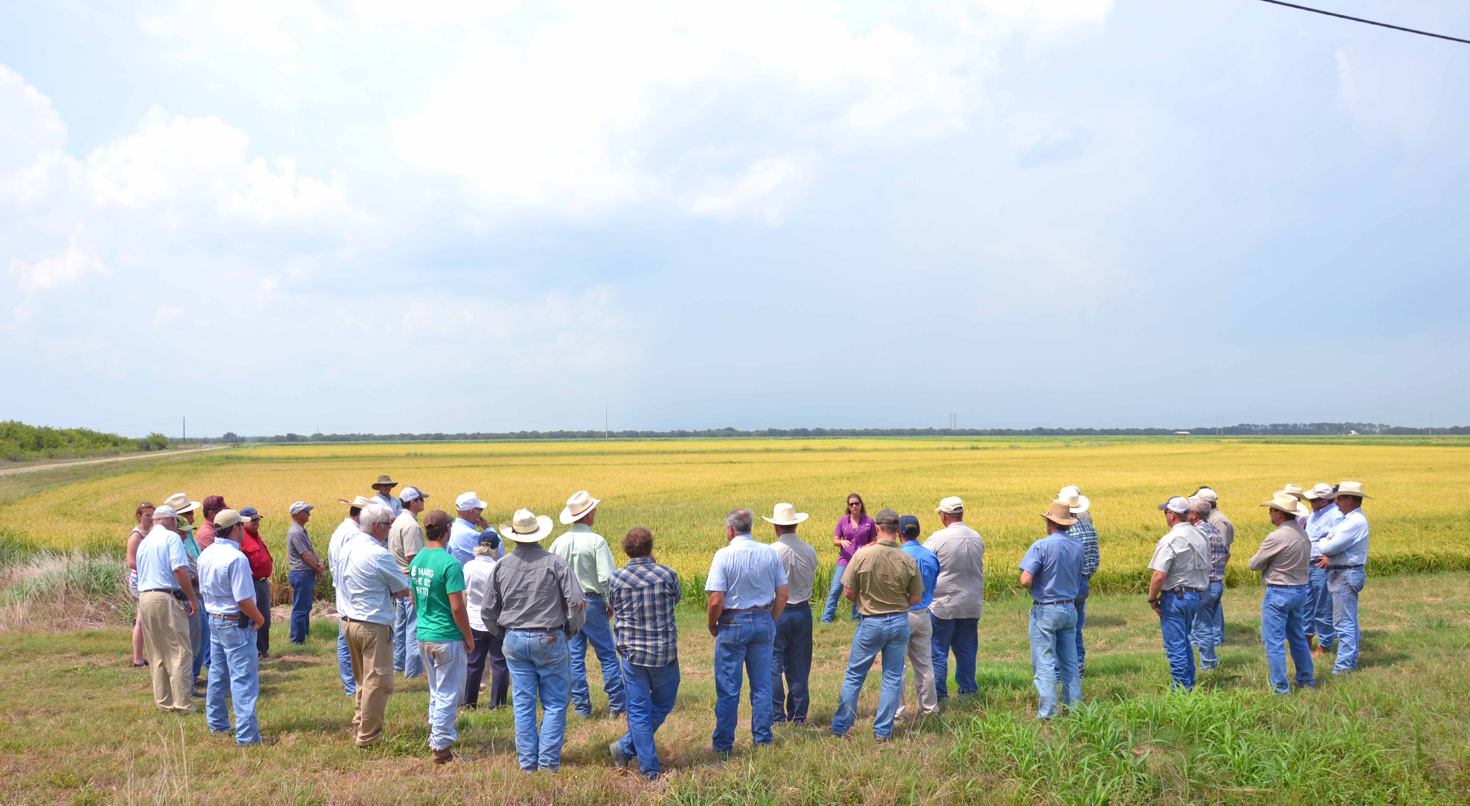 Rice acreage reduced, salt water threatens fields