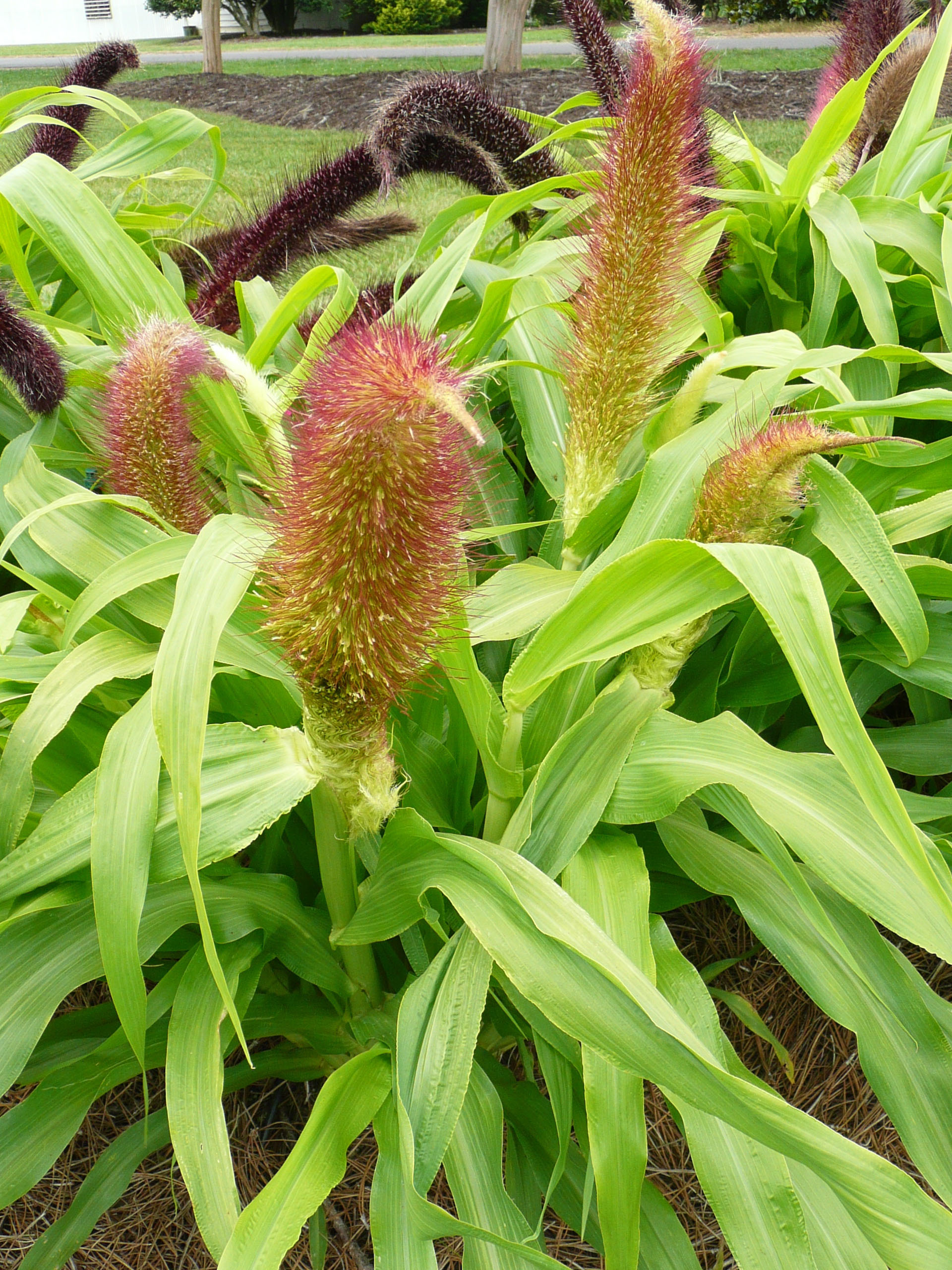 Landscapers choose favorites at LSU AgCenter trial gardens