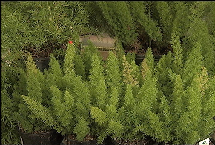Asparagus ferns  tough, resilient plants