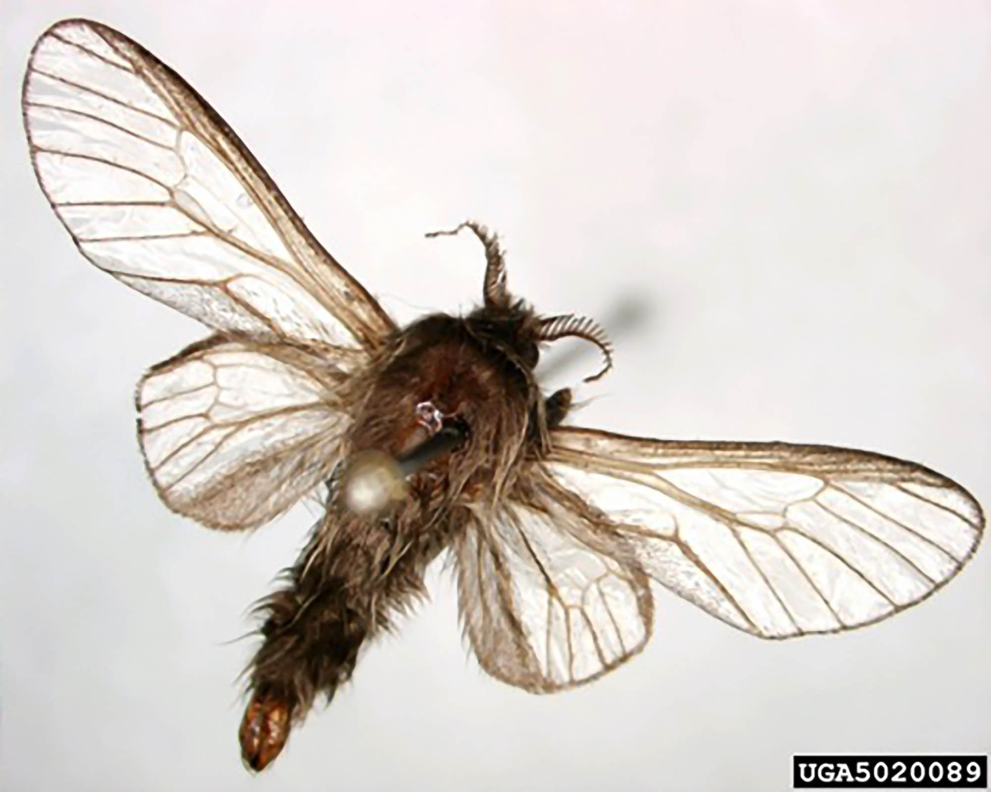 Thyridopteryx ephemeraeformes, Evergreen Bagworm Moth (Lepidoptera: Psychidae)