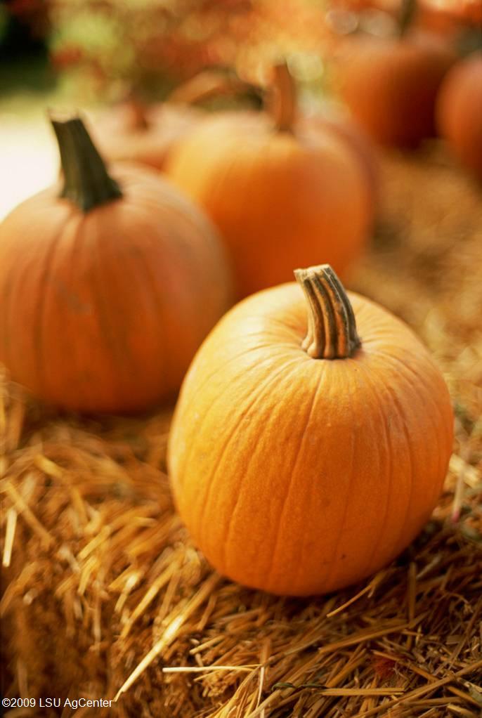 Pumpkins.