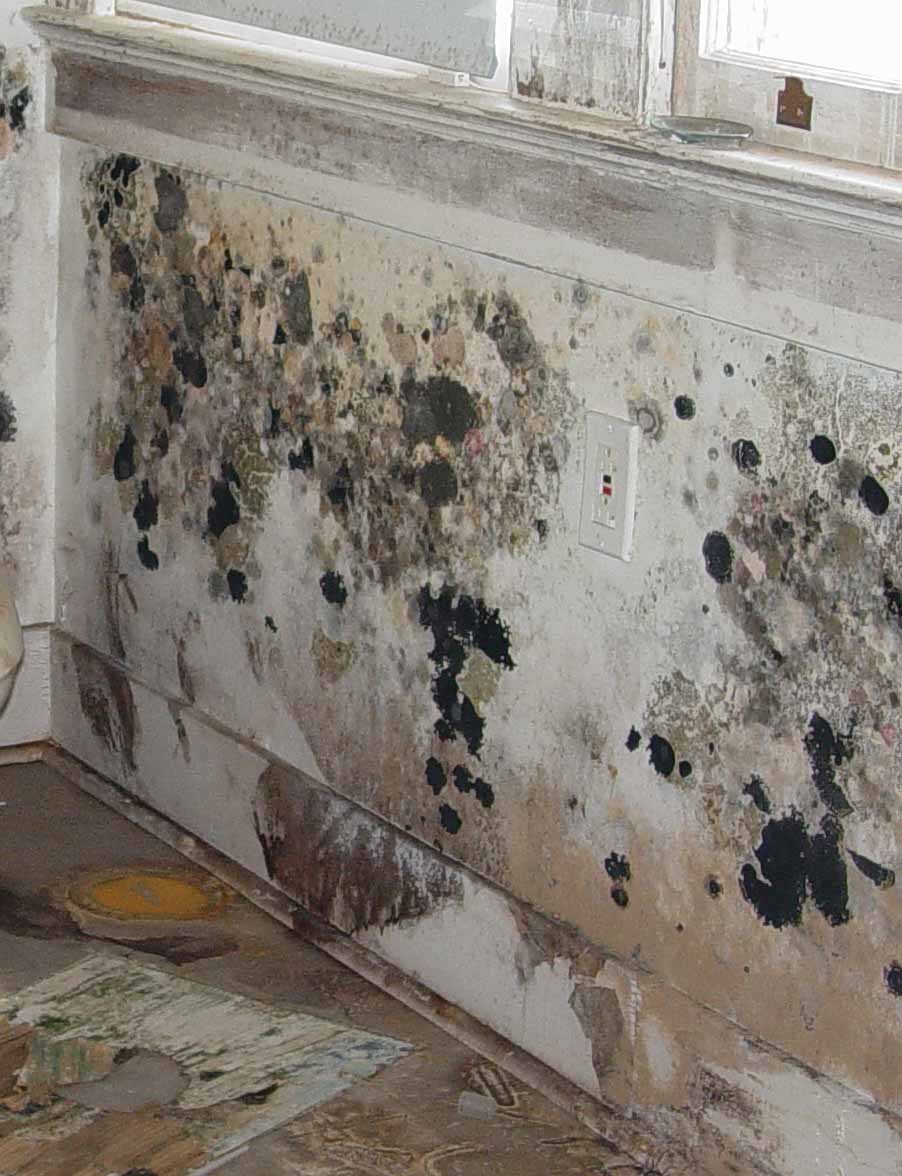 Mold Removal Guidelines for Your Flooded Home