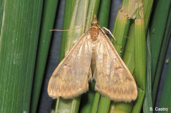 European Corn Borer Moth