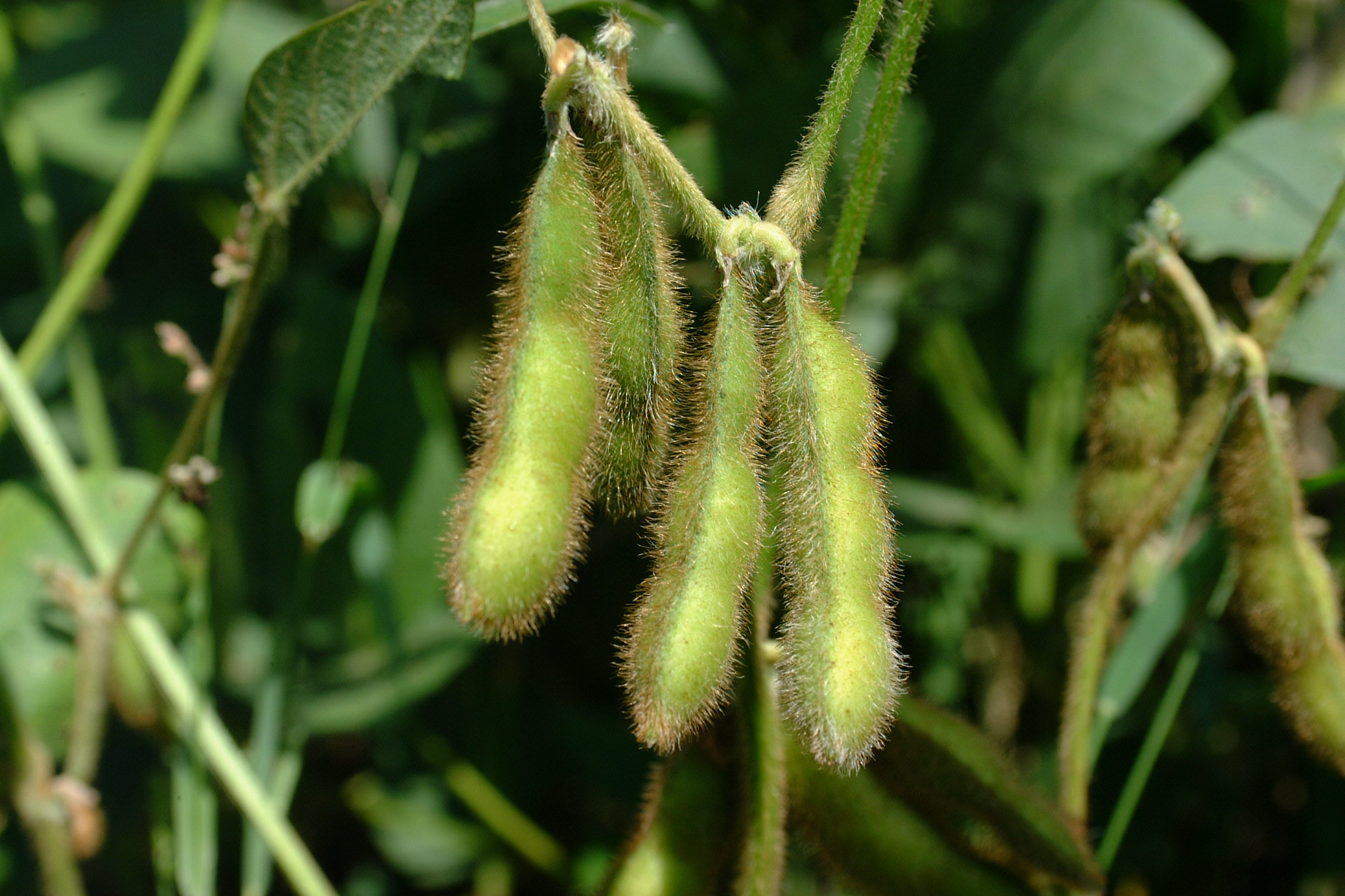 photo of soybean