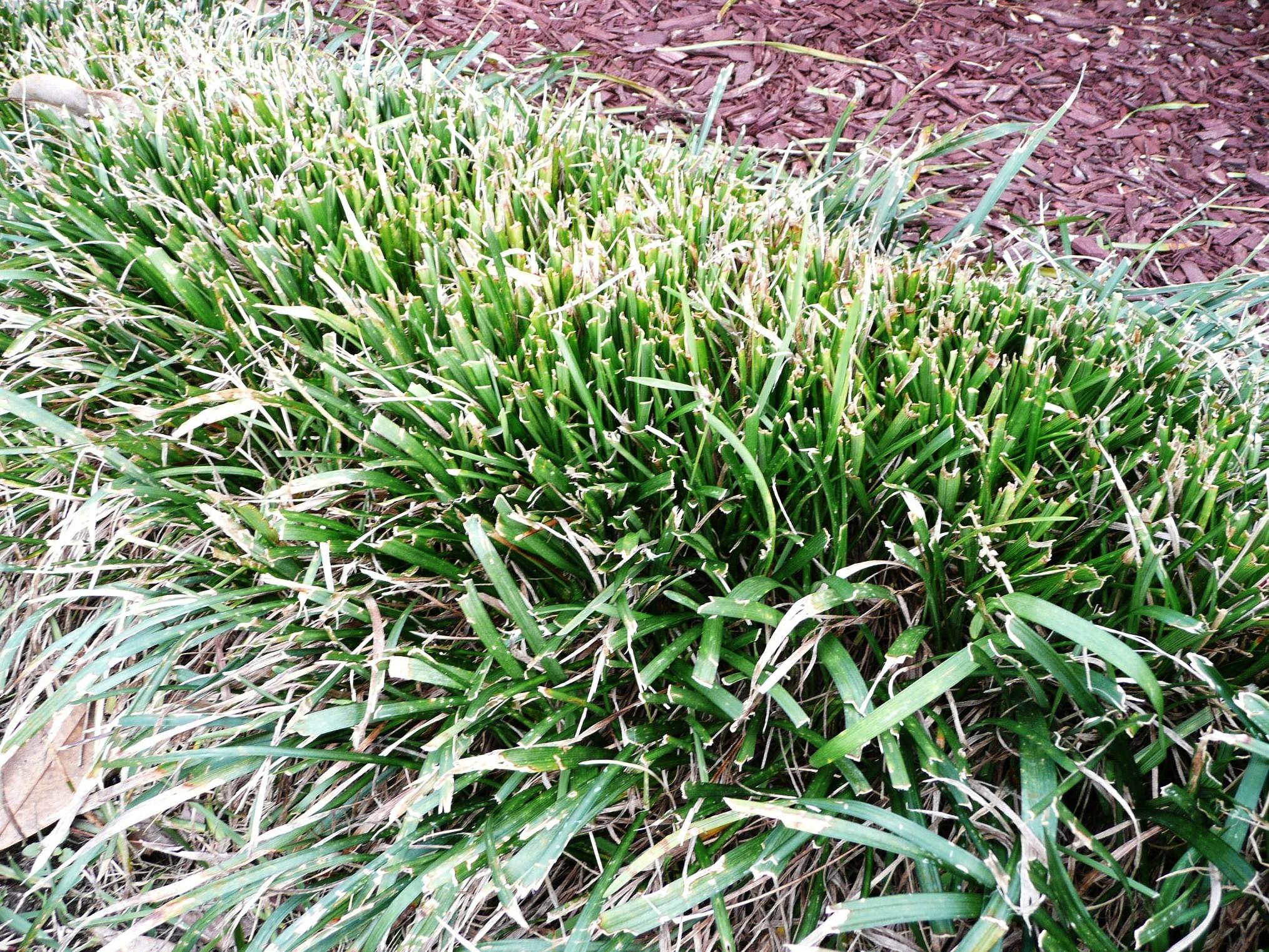 Theres a right way to prune trees and shrubs