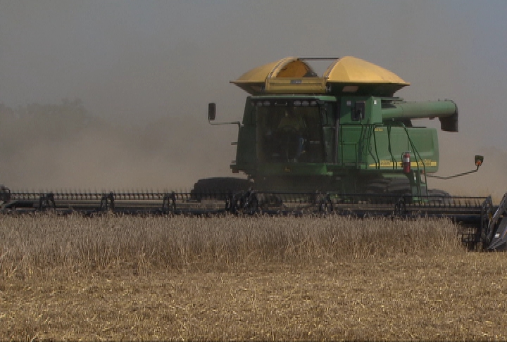 Wheat harvest disappointing