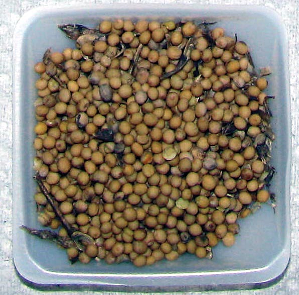 Winter Cover Crops As Alternatives for Biodiesel