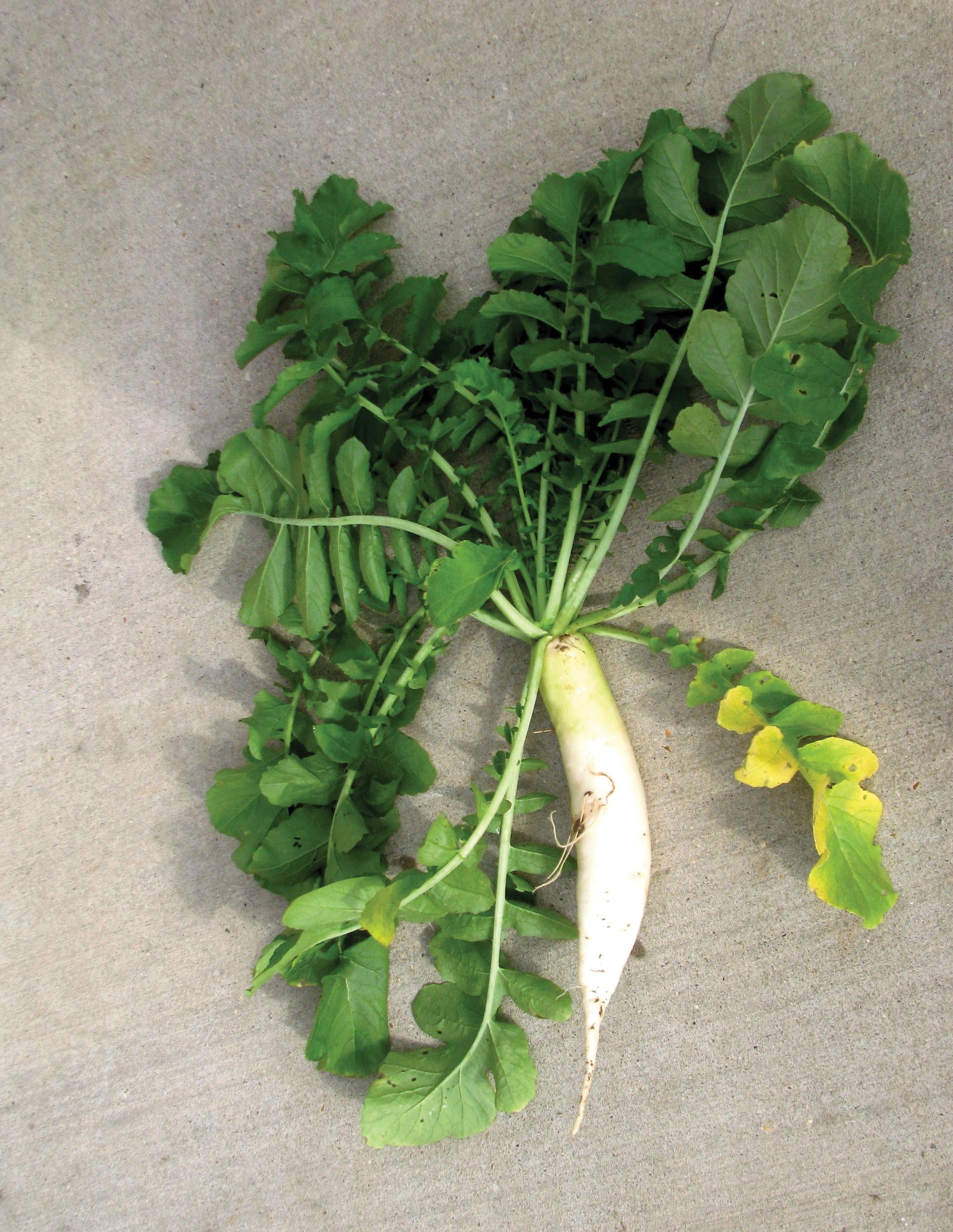oilseed radish