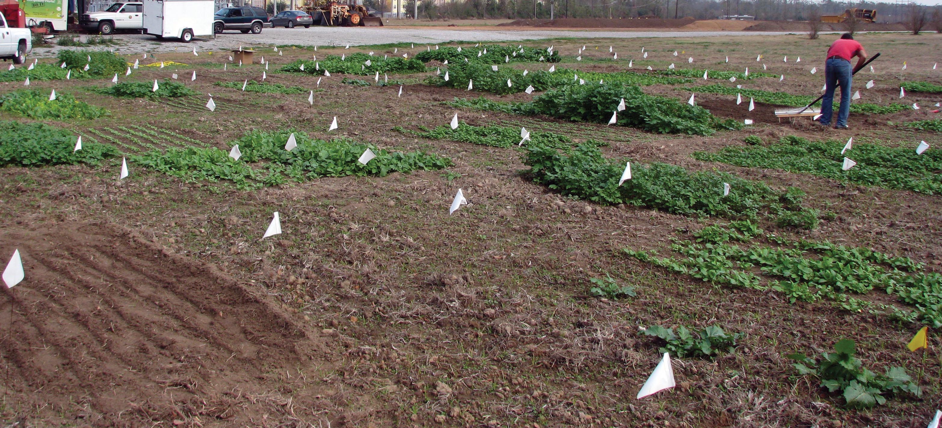 winter cover crop