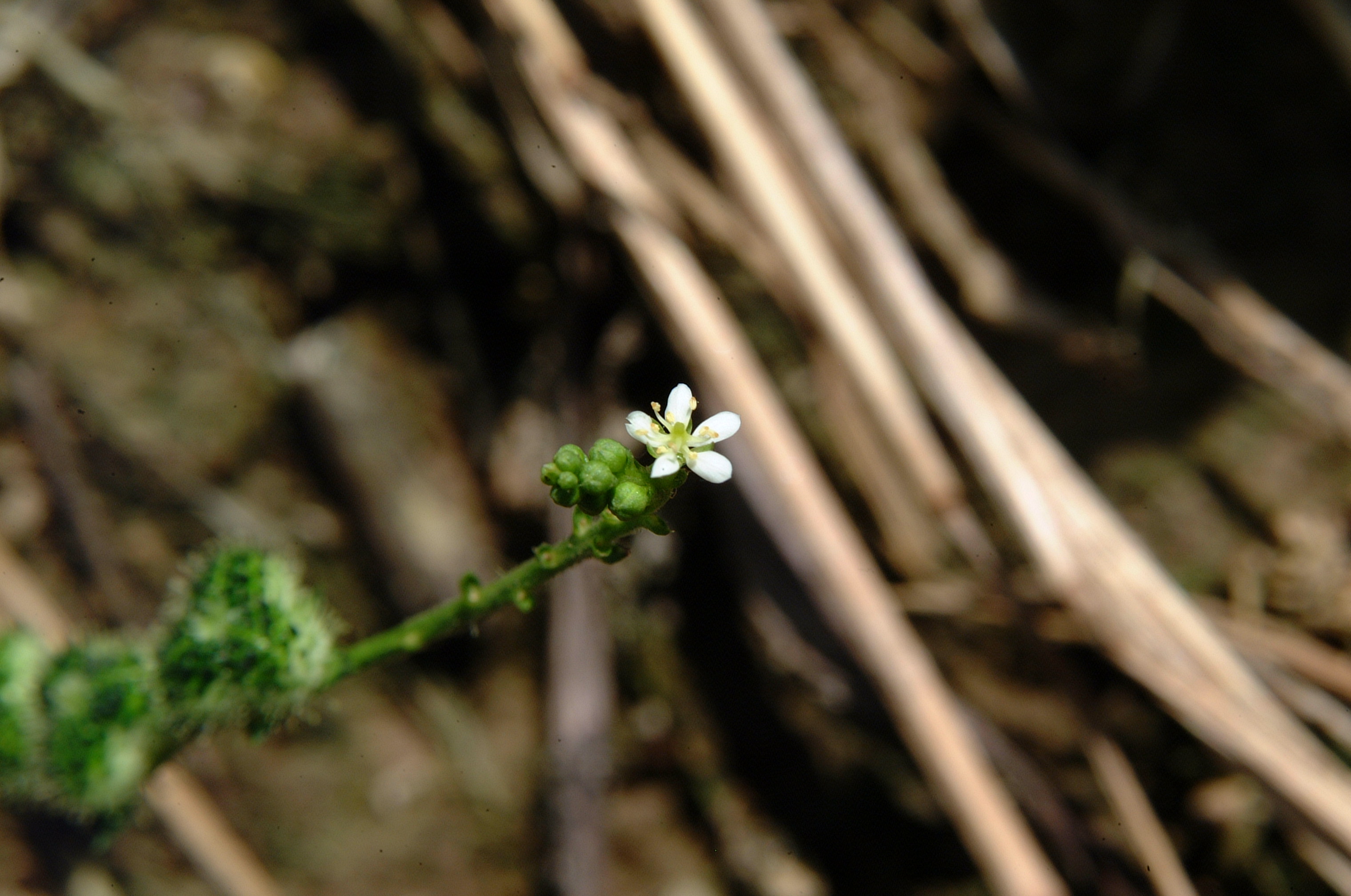 Texasweed (Caperonia palustris)