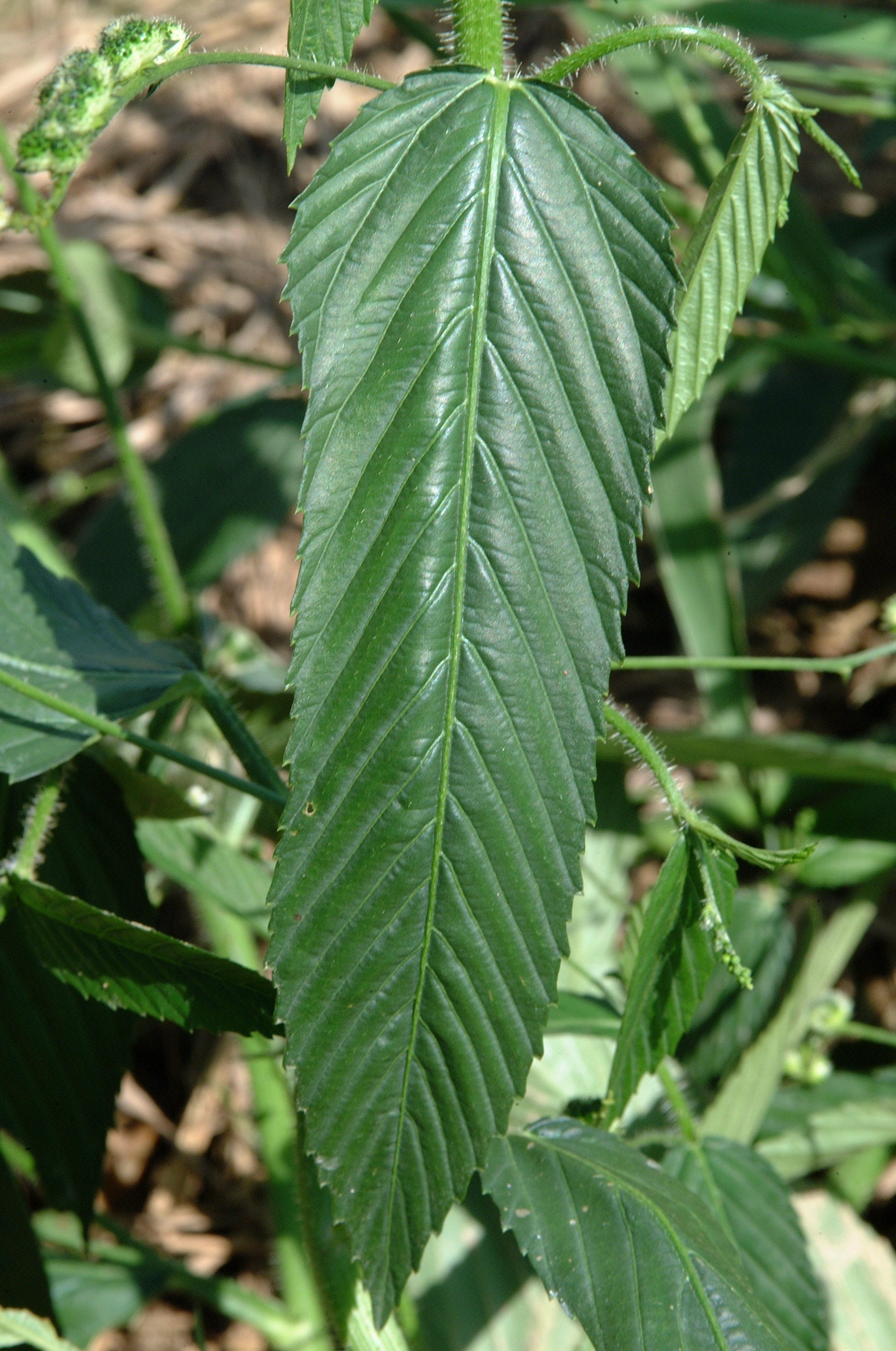 Texasweed leaf
