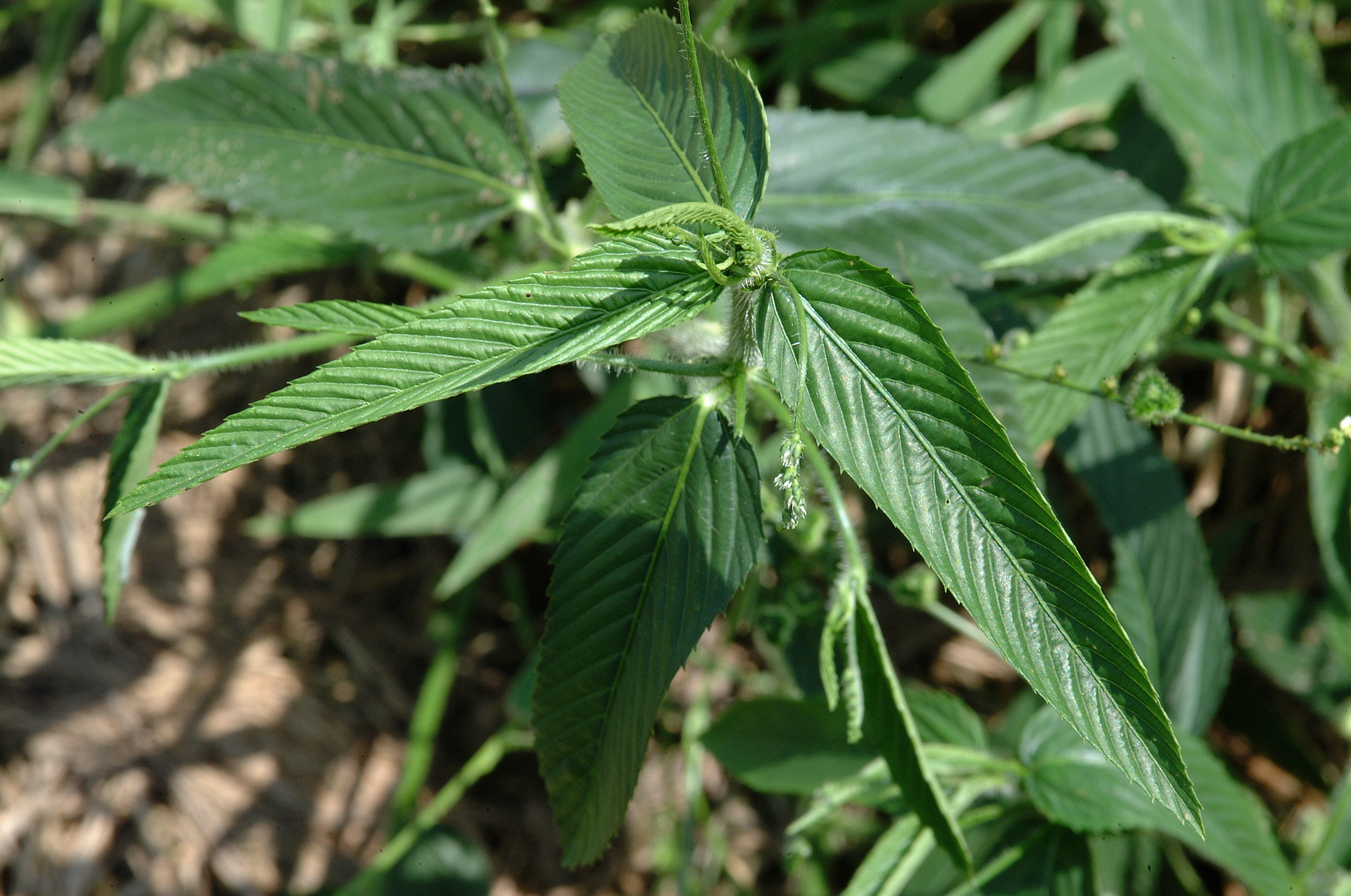 leaves of Texasweed