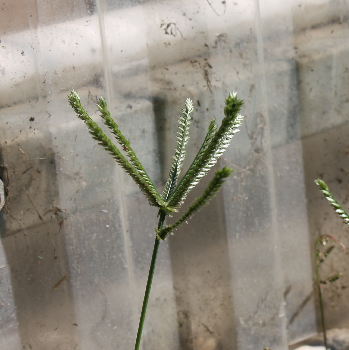 Goosegrass.