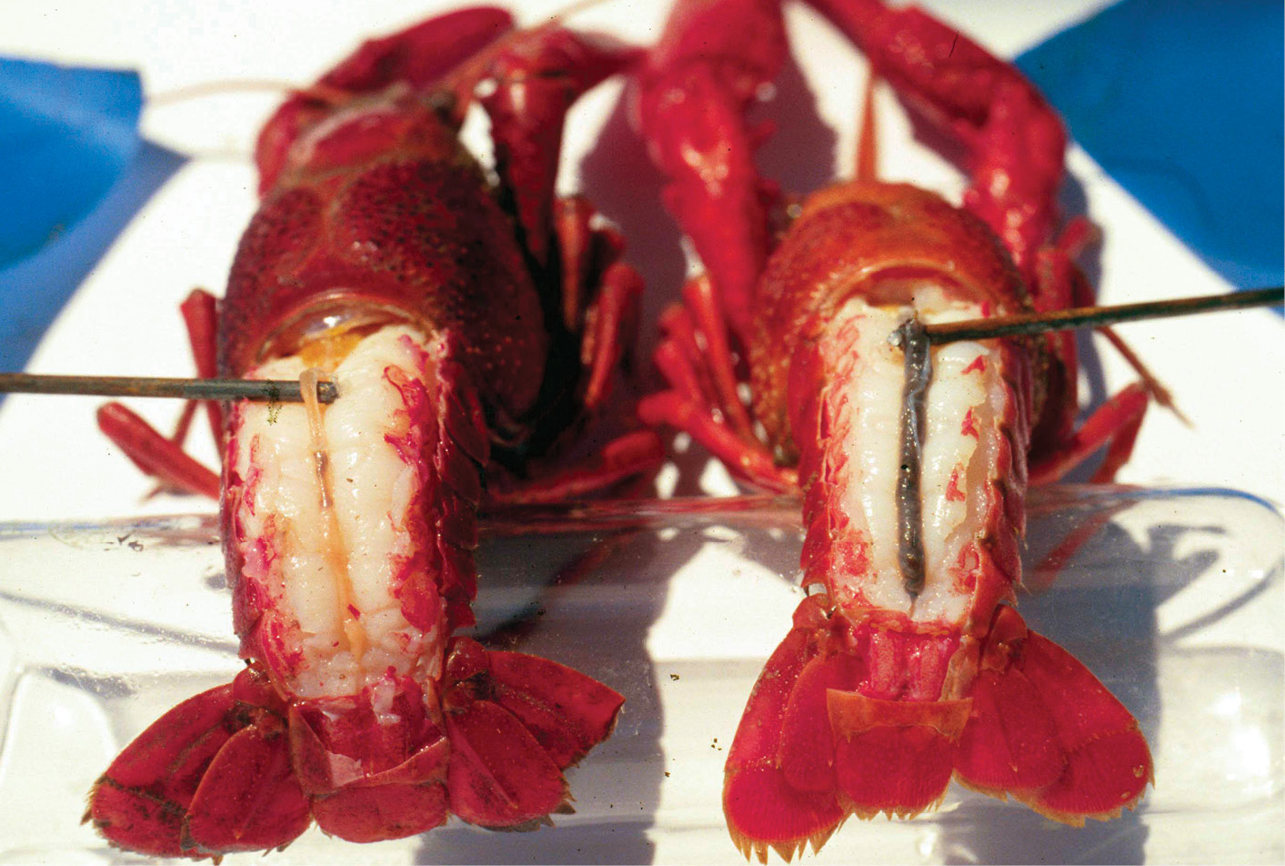 Effectiveness of a Saltwater Bath in Purging Crawfish