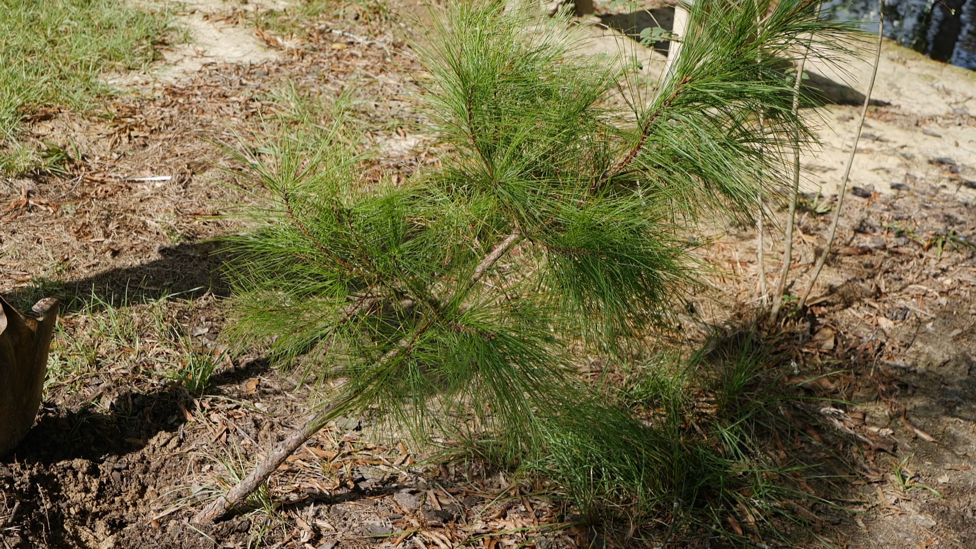 Get It Growing: How to repair hurricane-damaged trees and shrub