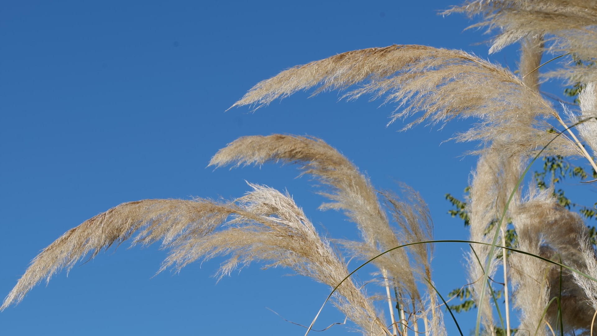Get It Growing: Pampas grass is easy to grow, make great decorations