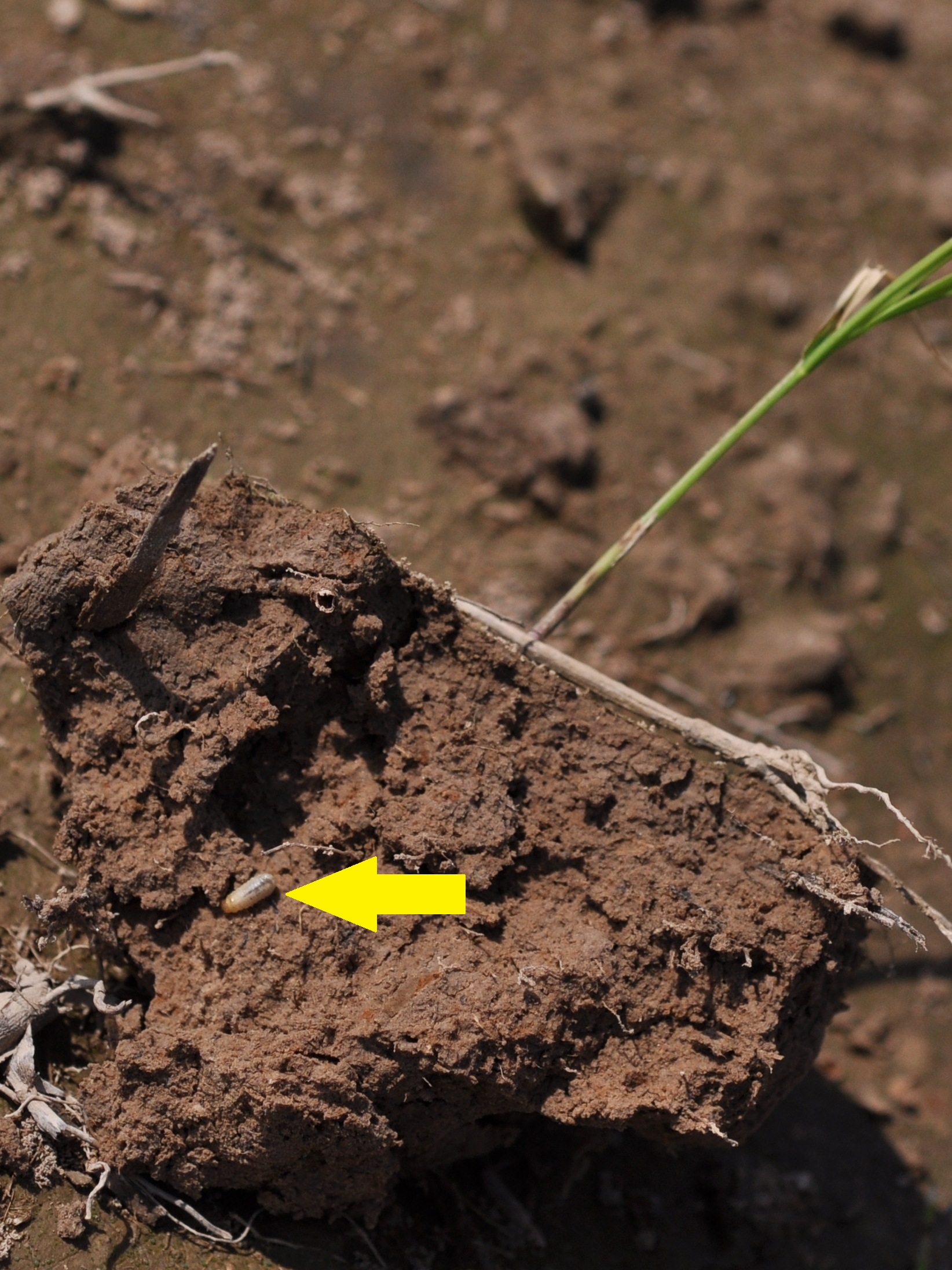 Colaspis Larva in Dirt 1