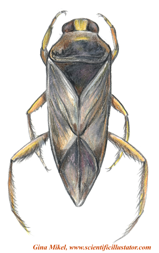 Backswimmer -top view