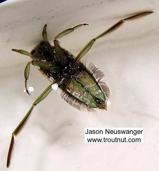 Pool pests