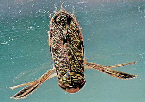 Waterboatman