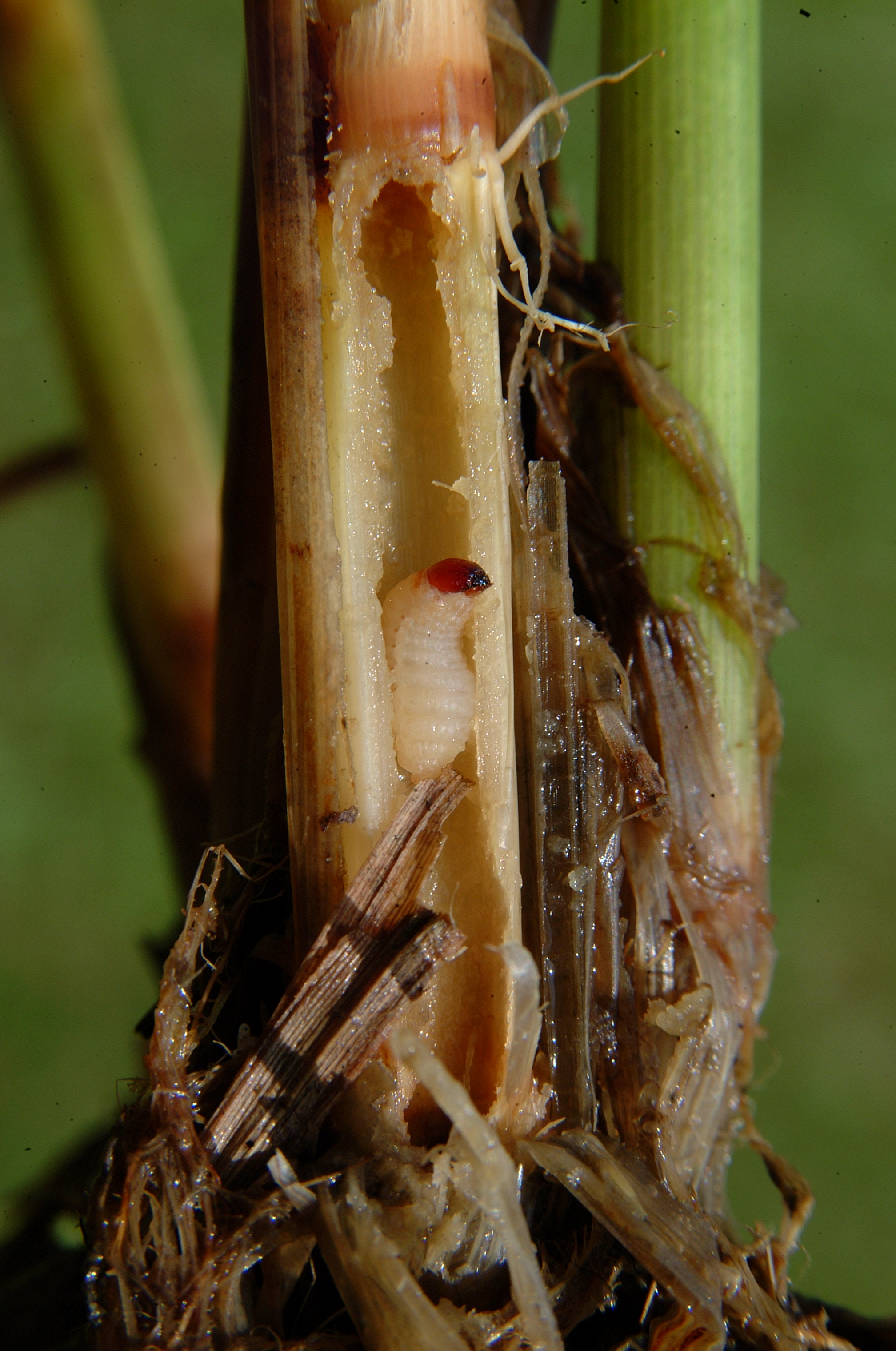 Billbug Larva 2