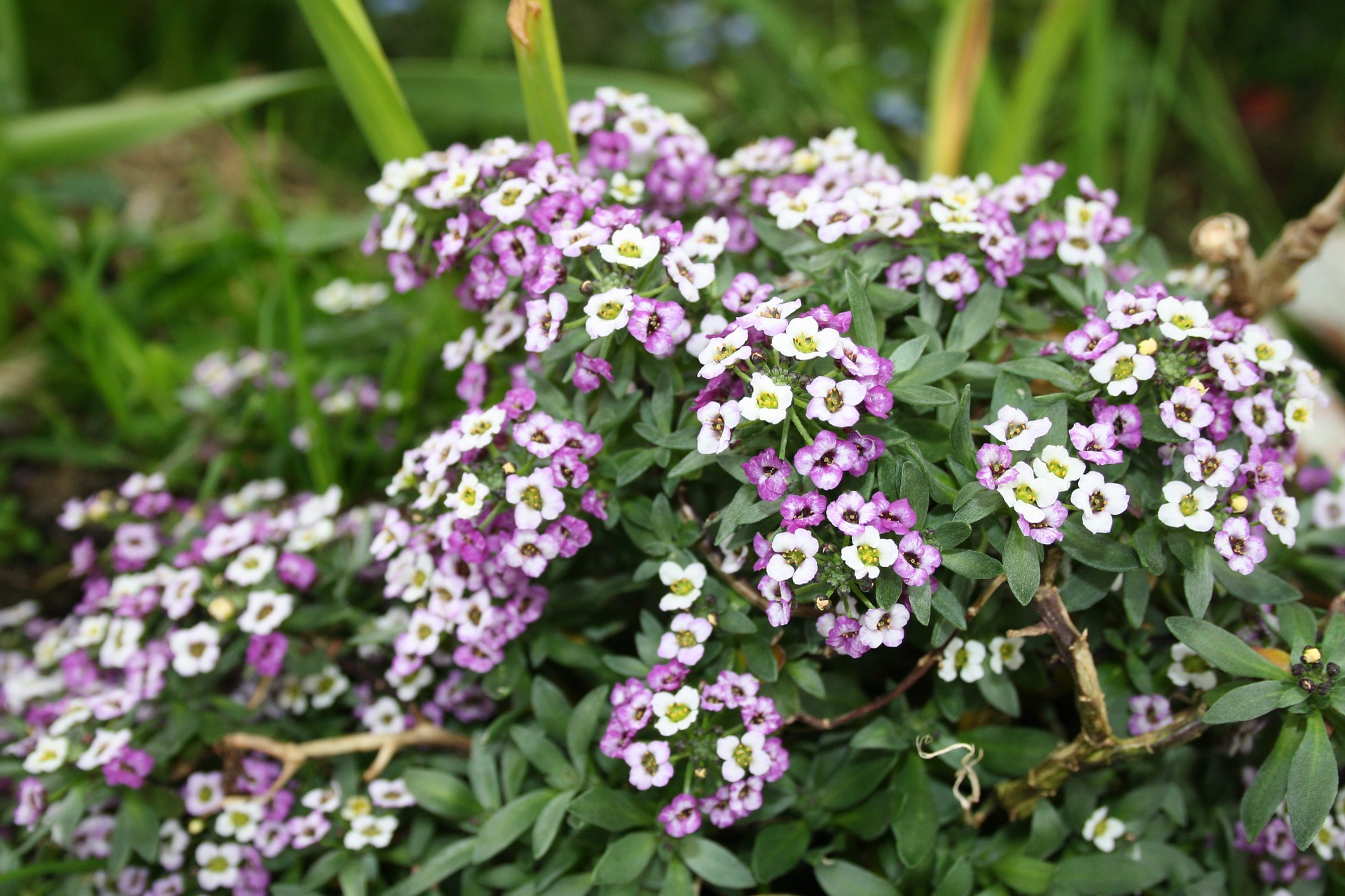 alyssum-1314310_1920.jpg thumbnail