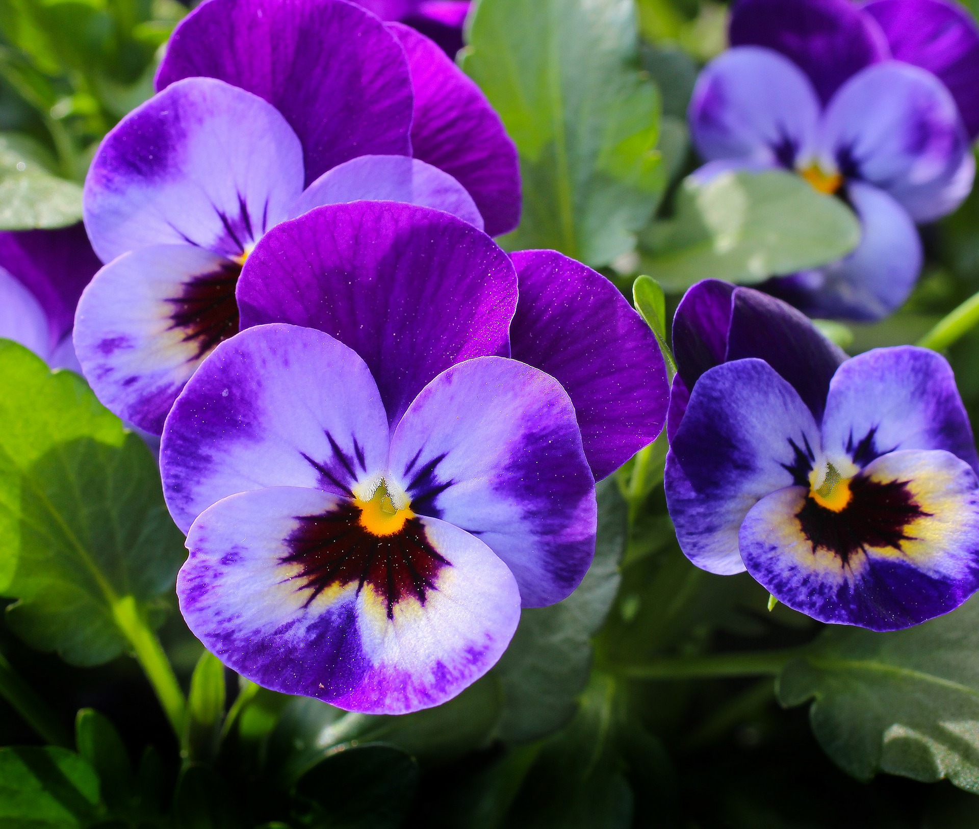 pansy-327188_1920.jpg thumbnail