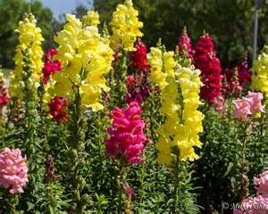 Snapdragonsjpg.jpg thumbnail