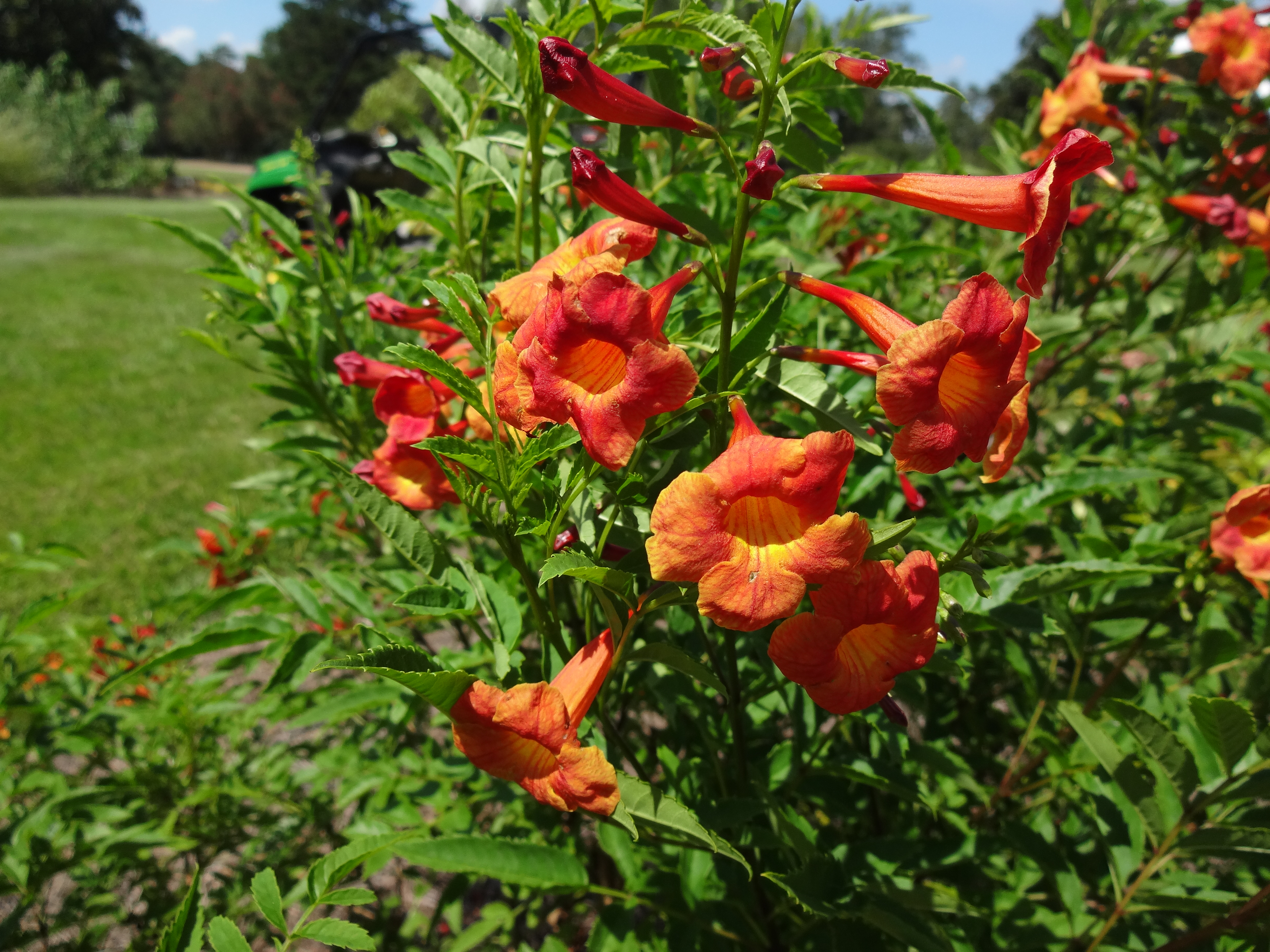 Tecoma Bells of Fire