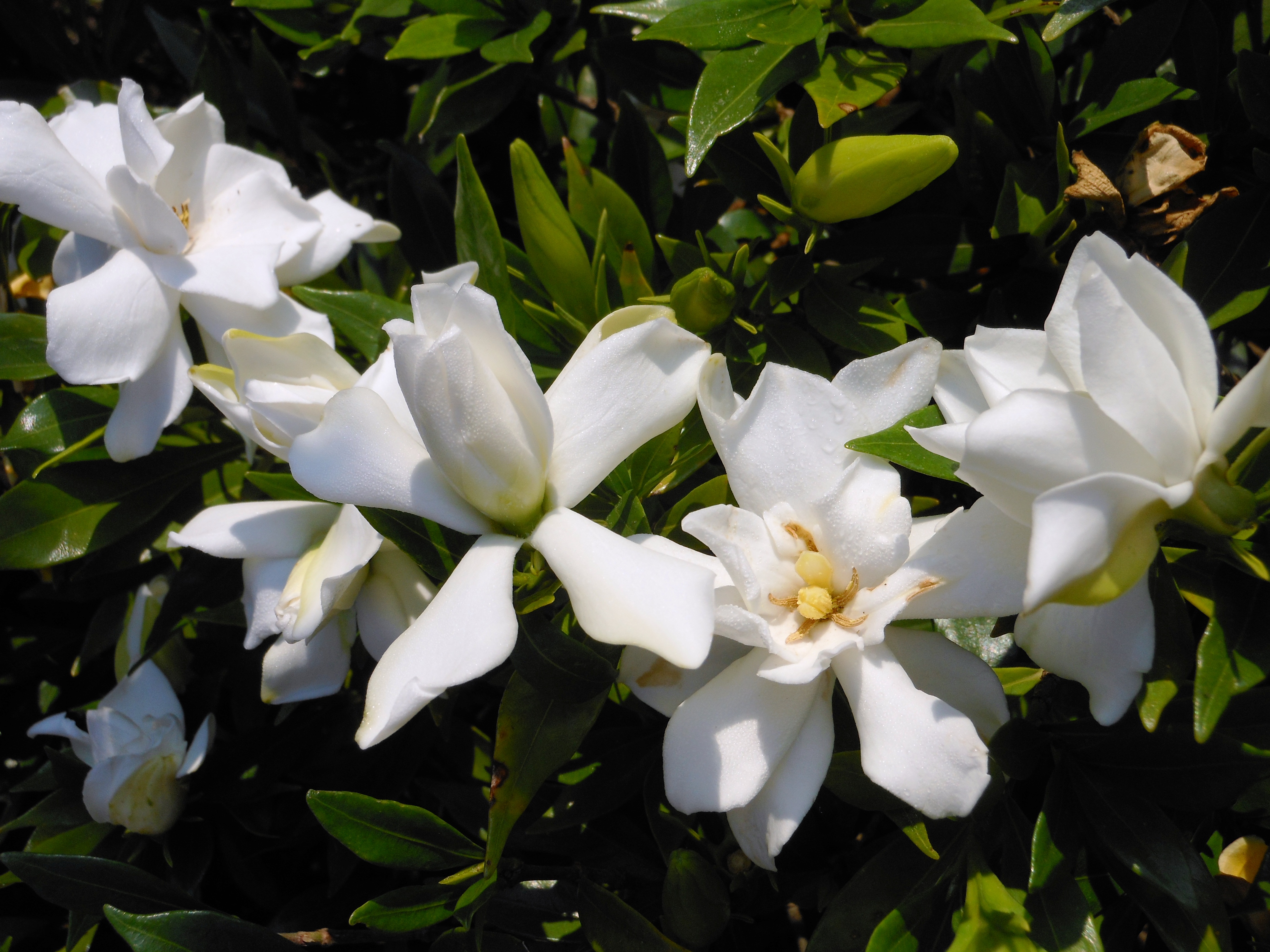 Gardenias are blooming across La.