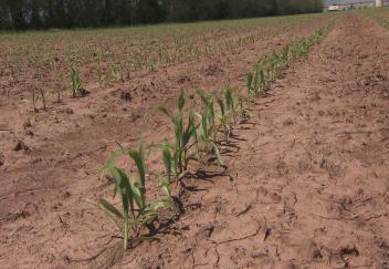 Farmers facing fertilizer and herbicide issues