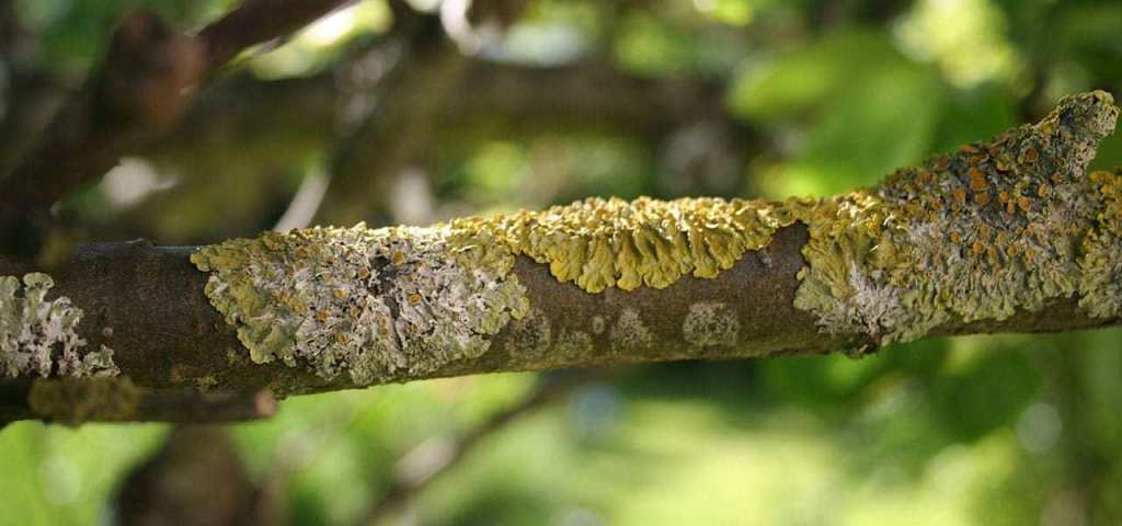 blog-lichen-header.jpg thumbnail
